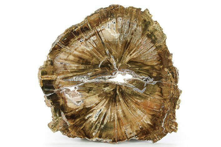 Triassic Petrified Wood (Woodworthia) Round - Zimbabwe #181836
